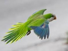 a green and blue bird flying through the air