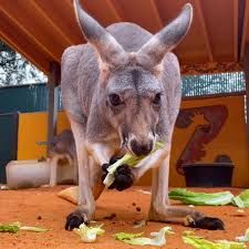 rude kangaroo - Google Search