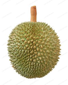 an unripe durian fruit on a white background