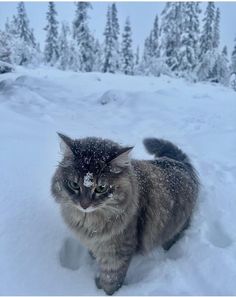 a cat that is walking in the snow