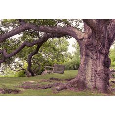 an old tree with a bench in the foreground and green grass on the ground