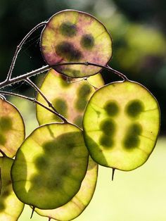 four leaves with faces drawn on them hanging from a branch in front of some trees