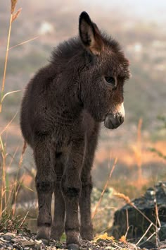 a small donkey standing on top of a dry grass field