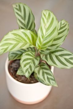 a potted plant with green and white stripes on it's leaves is sitting on a table