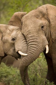 two elephants standing next to each other with their tusks curled up in the air