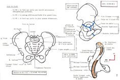 an image of diagram of the human body and its external organs, including the stomach