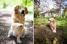 two pictures of dogs in the woods and one has his paw up to the ground