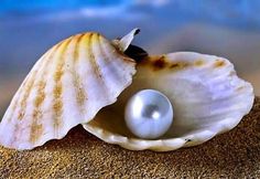 a white pearl in a shell on the beach