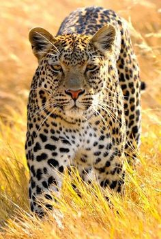 a leopard is walking through the tall grass