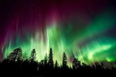 green and purple aurora lights in the sky above trees