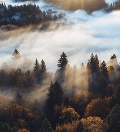 the sun is shining through the clouds in the forest