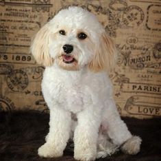 a small white dog sitting on top of a fur covered floor next to a wall