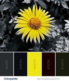 a yellow flower is in the middle of black and white color palettes for this photo