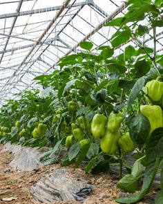 green peppers growing in an indoor greenhouse