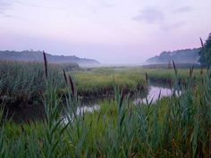 the marsh is full of tall grass and some water in front of it on a foggy day