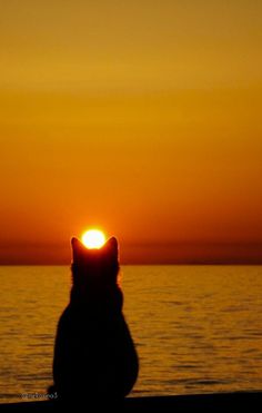 a cat sitting on the beach watching the sun go down over the water at sunset