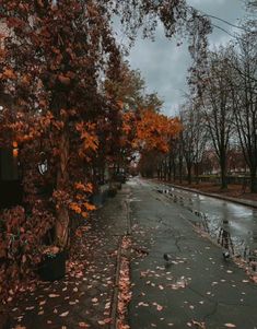 an empty street with fallen leaves on the ground and trees lining the road in front of it