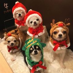 four small dogs dressed up in christmas costumes