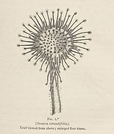 an illustration of a dandelion flower with seed sprouts in the center