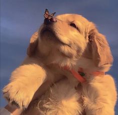 a puppy with a butterfly on its nose is held up by a person's hand