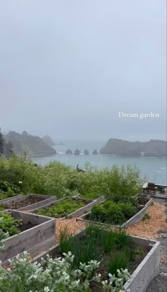 an outdoor garden with lots of plants and flowers in the foreground, on a foggy day