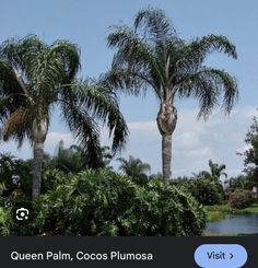 two palm trees in front of a body of water surrounded by lush green vegetation and blue sky