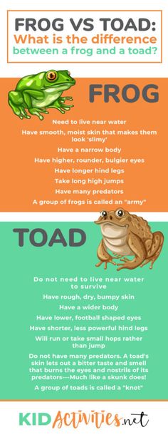 the frog and toad are two different types of frogs that can be seen in this graphic