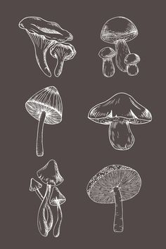 four different types of mushrooms drawn in chalk on a blackboard background with white ink