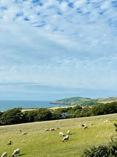 a herd of sheep standing on top of a lush green field next to the ocean