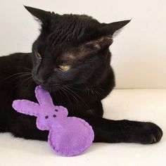 a black cat is playing with a purple stuffed animal toy that looks like a bunny