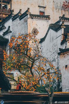 an orange tree in front of some old buildings