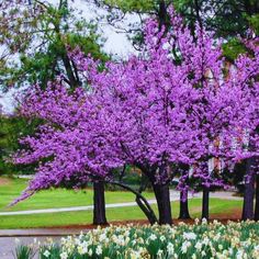 purple flowers are blooming in the park