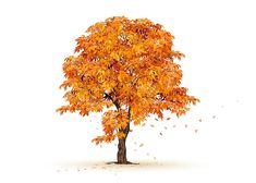 an orange tree with lots of leaves blowing in the wind, on a white background