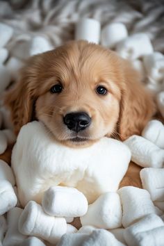 a puppy laying on top of a pile of white pillows