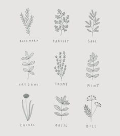 the different types of plants that are in each planter's hand drawn style