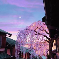 a tree with pink flowers in front of a building