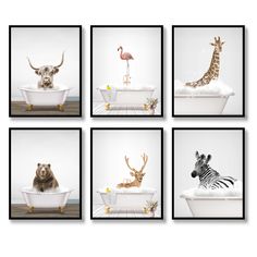 six framed photographs of animals in bathtubs with birds, zebra and giraffe