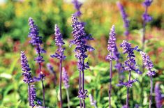 some purple flowers are growing in the grass