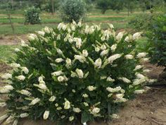 a bush with white flowers is in the middle of a dirt area near some trees