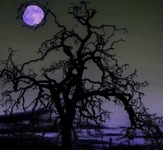 a tree with no leaves is silhouetted against a purple and black sky at night