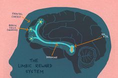 the limbic reward system is depicted in this diagram, as well as an image of a human's head