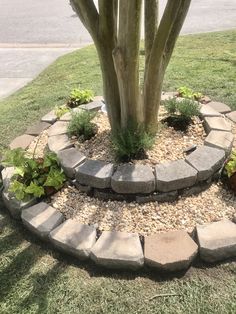 a tree that is sitting in the middle of some rocks and stones on the ground