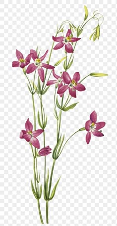 pink flowers with green stems on a white background