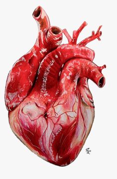 a drawing of a human heart on a white background