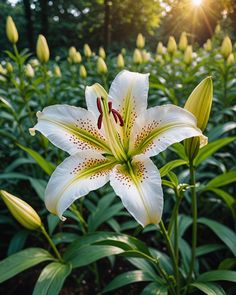 a white flower with yellow stamens in the foreground and green foliage behind it