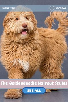 the goldendoodle haircut styles are all available for purchase at furshop com