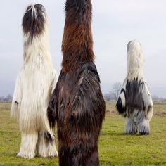 three furry dogs standing in the grass with their backs turned to look at each other