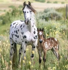 two horses standing next to each other on a lush green field with wildflowers