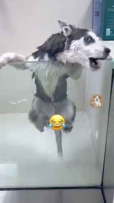 a dog is sitting in an aquarium with its mouth open and his head above the water