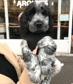 a black and white dog wearing a sweater on its owner's lap in front of a store